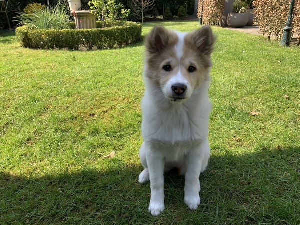 Thai Bankaew Dog