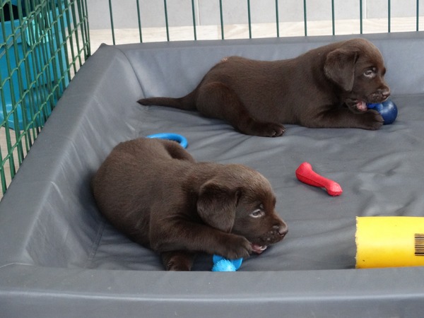 MOORINGS HILL Labradors