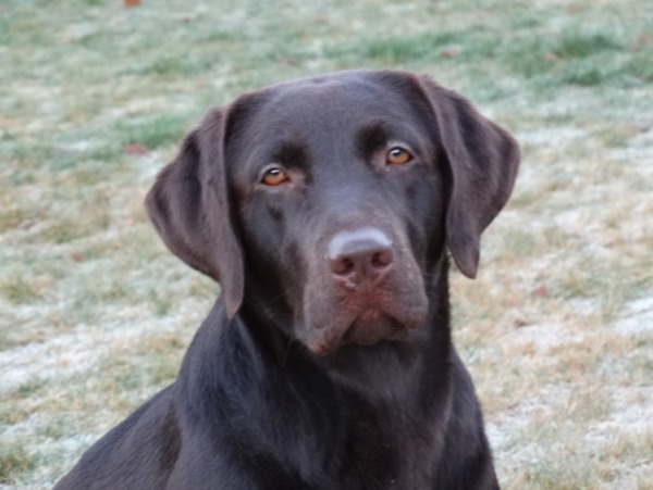 MOORINGS HILL Labradors