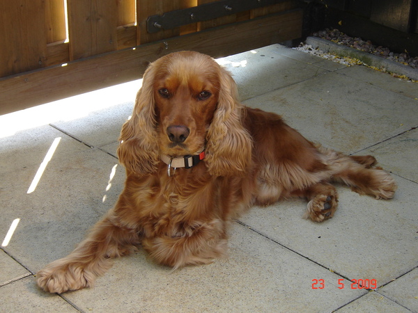 Engelse Cocker Spaniel