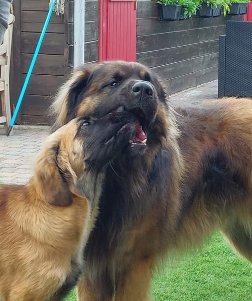 Leonberger