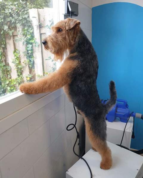 Welsh Terrier