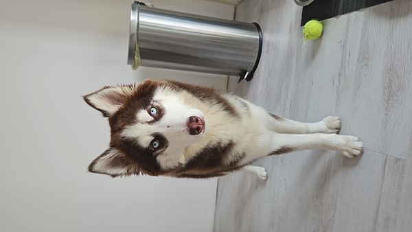 Siberian Husky