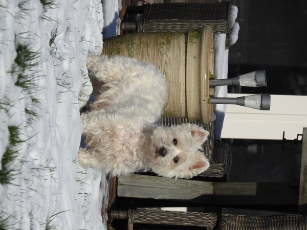 West Highland White Terrier