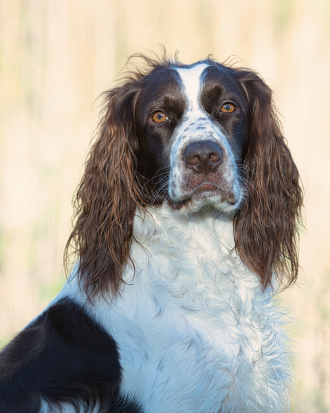 Epagneul Francais kennel Nijegaster Greiden