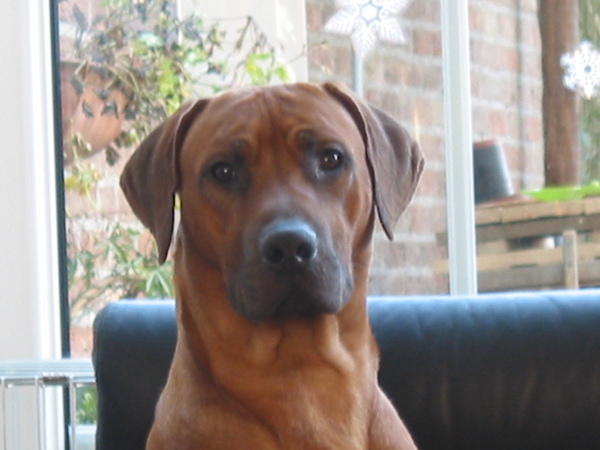 Rhodesian Ridgeback