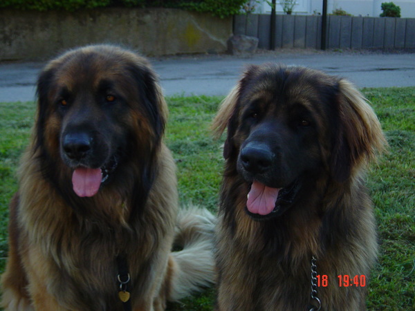 Leonberger