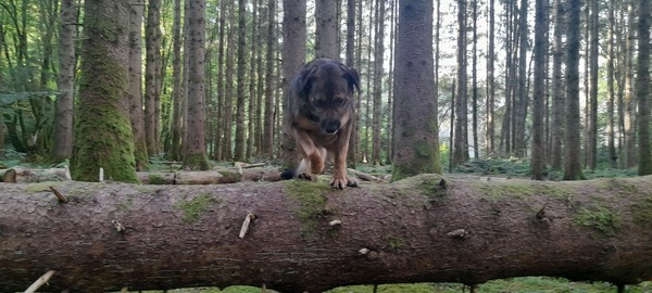 Trainen in het bos