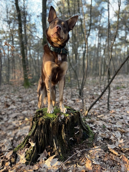 Australian Kelpie