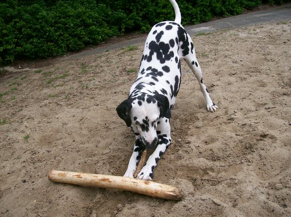 Dalmatische hond