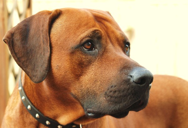 Rhodesian Ridgeback