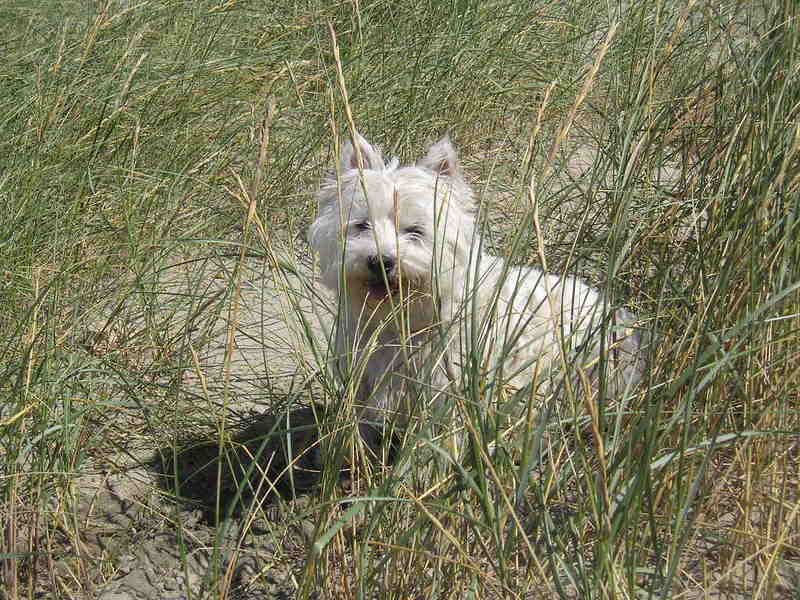 West Highland White Terrier