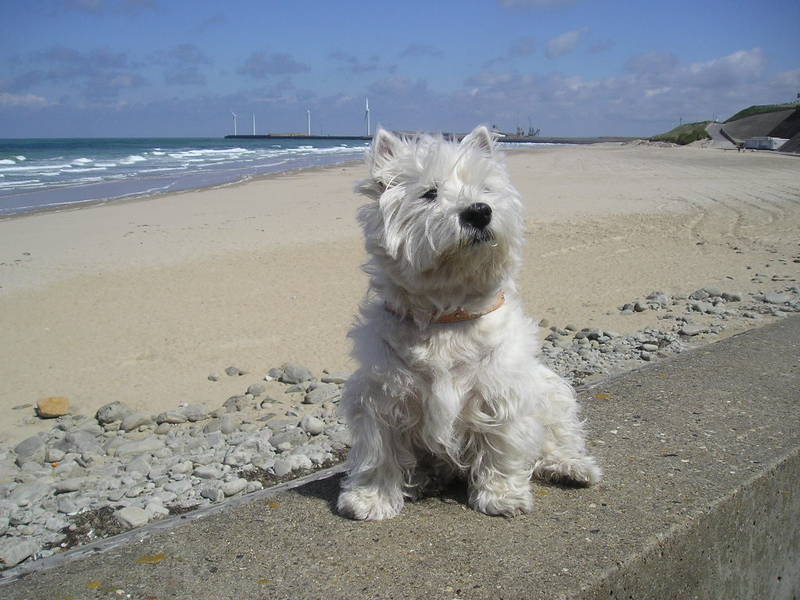 West Highland White Terrier