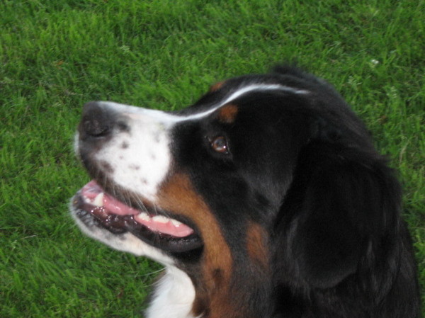 Berner Sennenhond