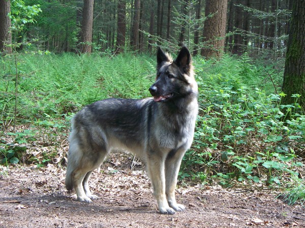 Shiloh Shepherd