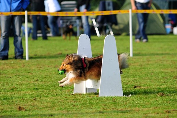 flyball