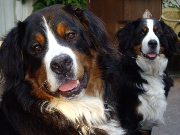 Berner Sennenhond