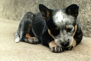 Australian Cattle Dog