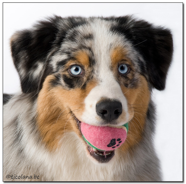 Australian Shepherd