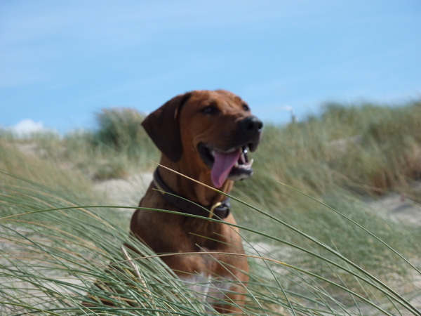 Rhodesian Ridgeback