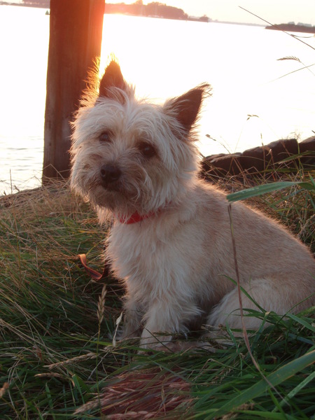 Cairn Terrier