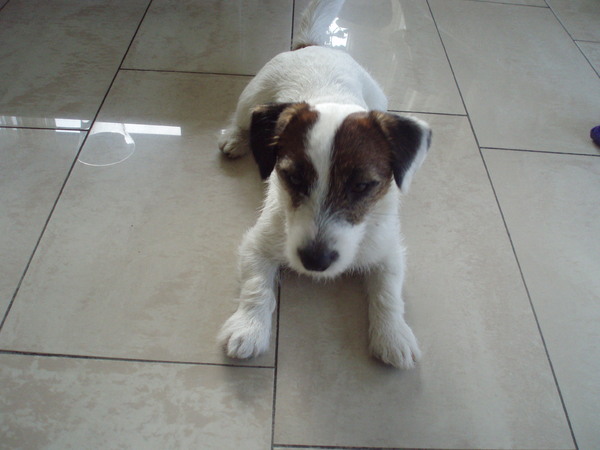 Jack Russell Terrier