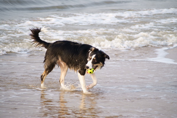 Border Collie