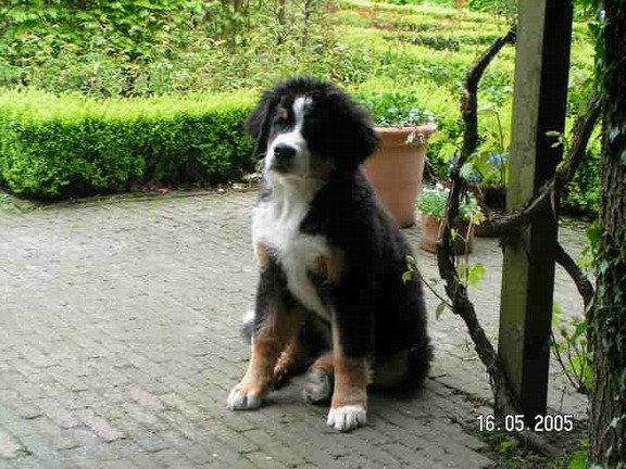 Berner Sennenhond