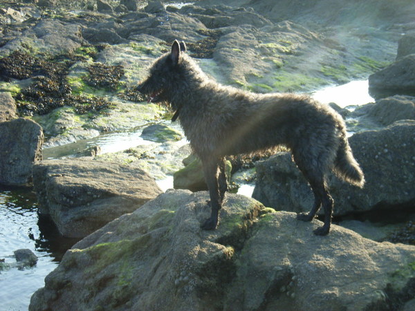 Hollandse Herdershond