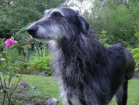 Deerhound