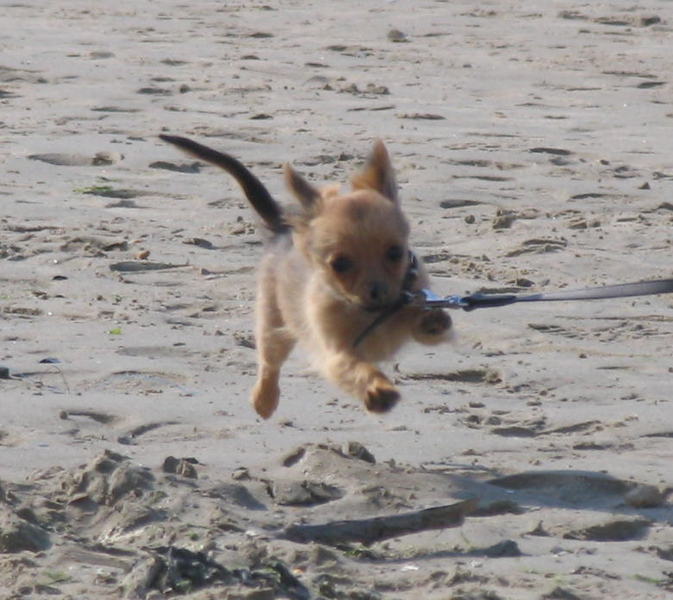 wat is het strand lekker om te rennen!