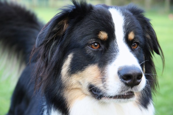 Australian Shepherd