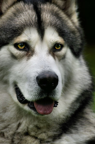 Alaskan Malamute