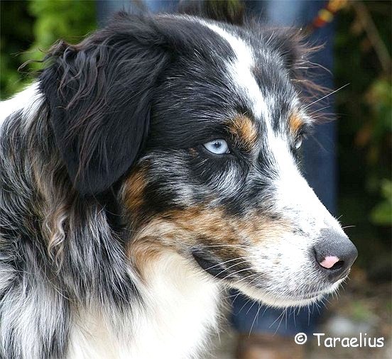 Australian Shepherd