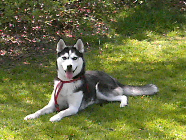 Siberische Husky