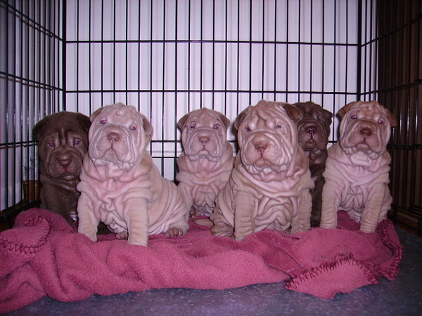 mijn 6 lieve sharpei puppy's!!!