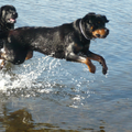 Djura speelt met haar 2 beste vriendjes in het water!