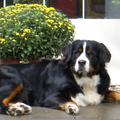 Berner Sennenhond