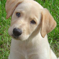 Labrador