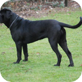 Cane Corso Italiano