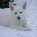 Onze Rex, pas een paar daagjes bij ons maar al helemaal thuis. Hij vind de sneeuw ook geweldig en zakt er tot halverwege ze rug in :-)