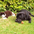 Ons Toshka samen met de poes aant zonnen op het gras :)
Spijtig genoeg is de poes vorige maand overleden :(