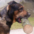 Numa sleept soms stokken, die drie meter zijn en de dikte hebben van zo'n steunbalk (voor jonge bomen), die hij ook een paar keer heeft meegenomen.
 