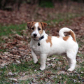 Jack Russell Terrier