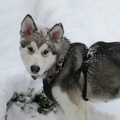 Zoals jullie zijn heeft onze Knut dolle pret in de sneeuw. Als een echte Alaskan malamute! Toch had hij nog even tijd om te poseren voor de camera. een echte model-hond!!!