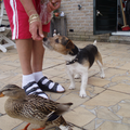 Onze Rakker,helaas nu net overleden aan leukemie, had een bijzondere vriendin. Een eend die bij ons in de tuin altijd een nest had. Samen aten ze dan een stukje brood uit 1 hand. Bijzonder voor een Jack Russel toch!