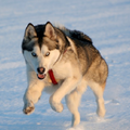 husky loopt in de sneeuw !