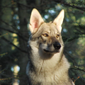 Saarloos Wolfhond