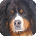 Berner Sennenhond