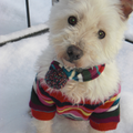 Purdy is dol op sneeuw en heeft dan graag haar fleurige truitje en shawl om tegen de kou!
En natuurlijk is ze ijdel genoeg om te poseren!